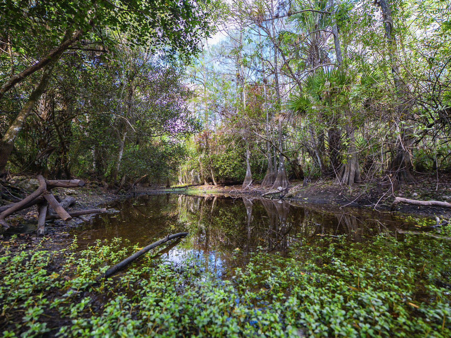 Cypress trees standing in still swamp water