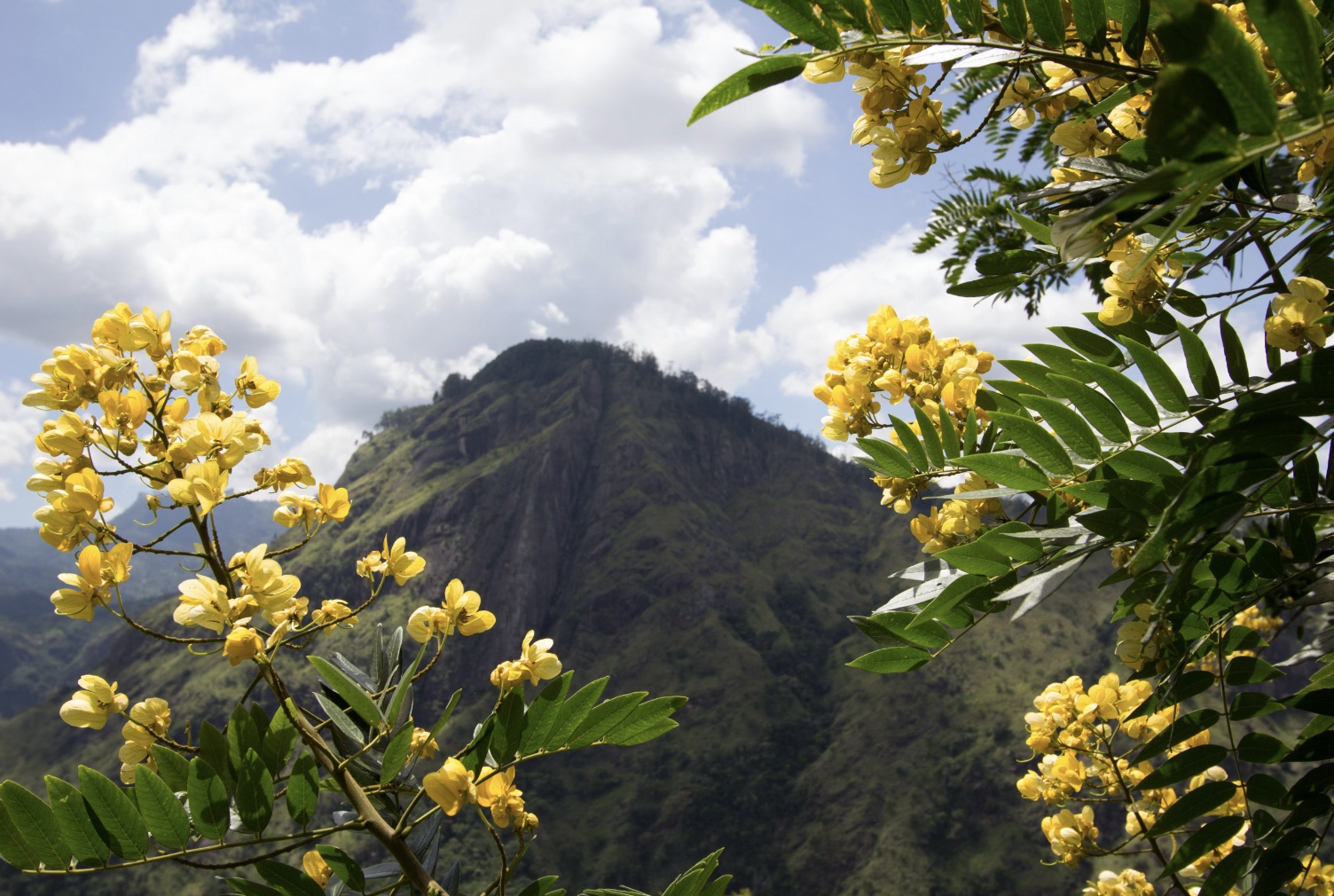 Yellow blooms framing a mountain ridge